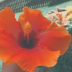 Meet your Posher, Ava